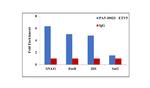 ETV5 Antibody in ChIP Assay (ChIP)