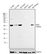 GNAI1 Antibody in Western Blot (WB)