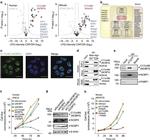 eIF4A3 Antibody in Western Blot (WB)