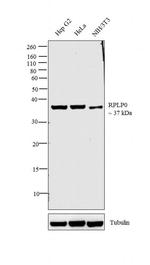 RPLP0 Antibody in Western Blot (WB)