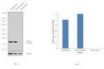 RPLP0 Antibody in Western Blot (WB)