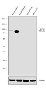 SATB1 Antibody