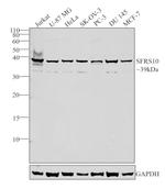 SFRS10 Antibody in Western Blot (WB)
