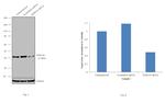 SFRS10 Antibody in Western Blot (WB)