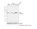 PRC1 Antibody in Western Blot (WB)