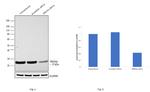 PRDX6 Antibody in Western Blot (WB)
