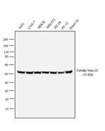 Tubulin beta-2C Antibody in Western Blot (WB)