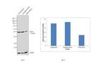 DCPS Antibody in Western Blot (WB)