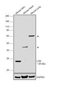 LOR Antibody in Western Blot (WB)