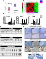 GOLPH2 Antibody in Immunohistochemistry (IHC)