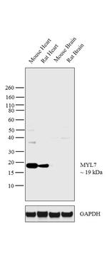 MYL7 Antibody in Western Blot (WB)