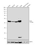 PHF6 Antibody in Western Blot (WB)