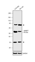 NAMPT Antibody in Western Blot (WB)