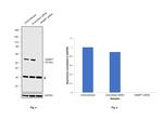 NAMPT Antibody in Western Blot (WB)