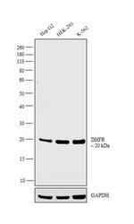 DHFR Antibody in Western Blot (WB)