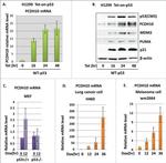 PCDH10 Antibody in Western Blot (WB)