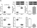 FSTL1 Antibody in Western Blot, ELISA (WB, ELISA)
