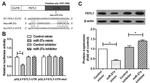 FSTL1 Antibody in Western Blot (WB)