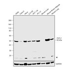 FSTL1 Antibody in Western Blot (WB)
