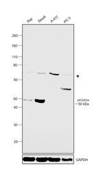 p47phox Polyclonal Antibody