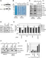 HRSP12 Antibody in Western Blot (WB)