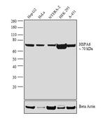 HSPA6 Antibody in Western Blot (WB)