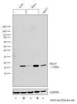 ISG15 Antibody