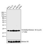 H3K9me3 Antibody in Western Blot (WB)