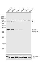 STUB1 Antibody in Western Blot (WB)