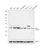 PHD1 Antibody in Western Blot (WB)