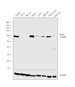 FAAH Antibody