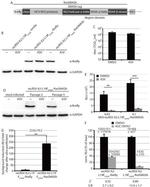 Firefly luciferase Antibody in Western Blot (WB)