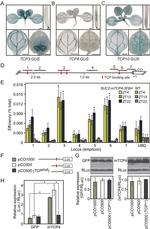 Renilla luciferase Antibody in Western Blot (WB)