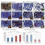 CD68 Antibody in Immunohistochemistry (Paraffin) (IHC (P))