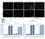 CD68 Antibody in Immunohistochemistry (Paraffin) (IHC (P))