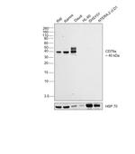 CD79a Antibody