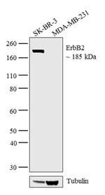 ErbB2 (HER-2) Antibody