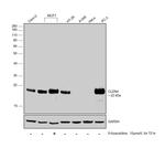 Claudin 4 Antibody in Western Blot (WB)