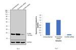 Claudin 4 Antibody in Western Blot (WB)