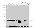 Claudin 7 Antibody in Western Blot (WB)