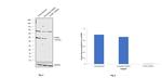 Cyclin E Antibody in Western Blot (WB)
