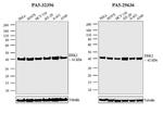 ERK2 Antibody