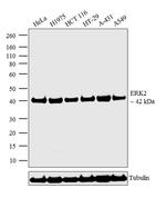ERK2 Antibody in Western Blot (WB)