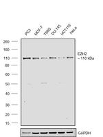 EZH2 Antibody in Western Blot (WB)