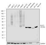 GLUT1 Antibody in Western Blot (WB)