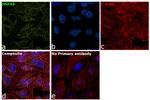 HSPA9 Antibody in Immunocytochemistry (ICC/IF)