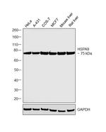 HSPA9 Antibody in Western Blot (WB)