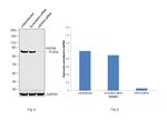 HSPA9 Antibody in Western Blot (WB)