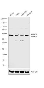 HDAC1 Antibody in Western Blot (WB)