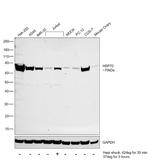 HSP70 Antibody in Western Blot (WB)